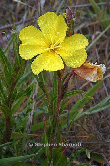 oenothera elata ssp hookeri 8 graphic